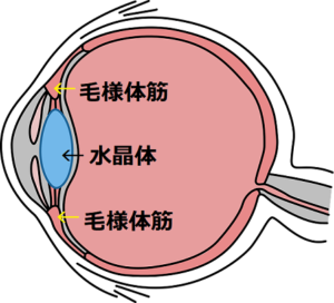 眼球図1